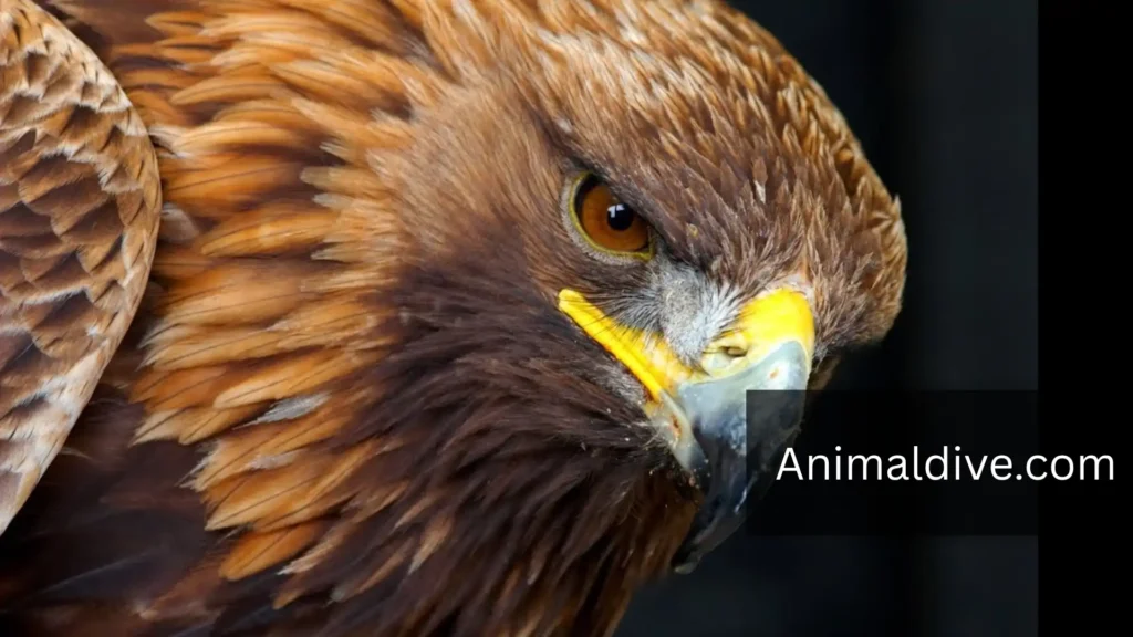 strongest bird in the world