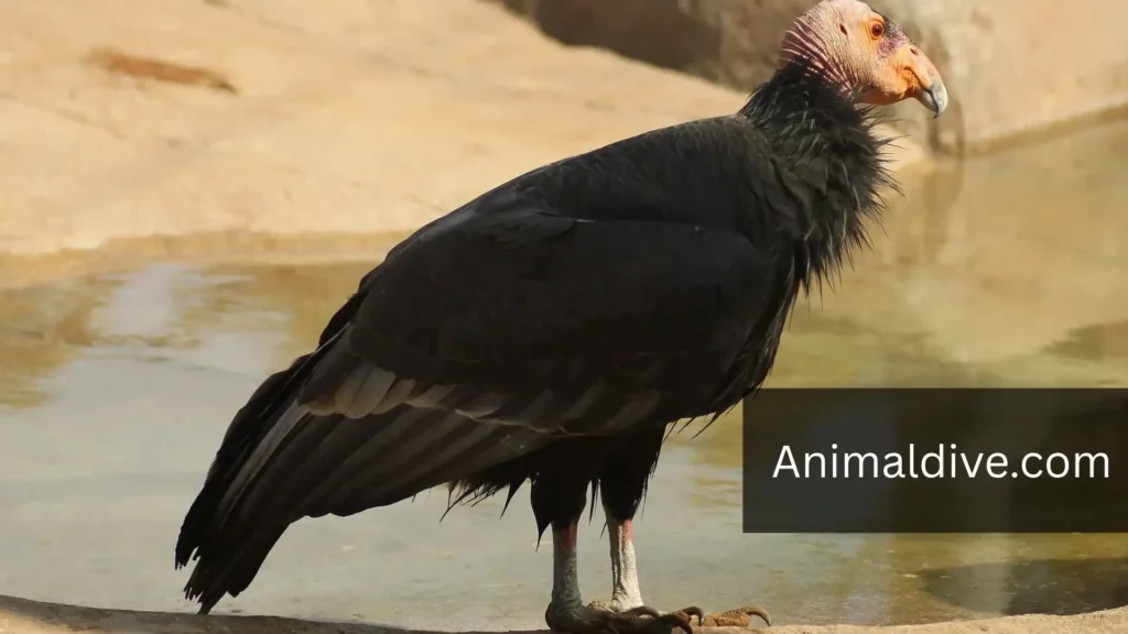 strongest birds of prey