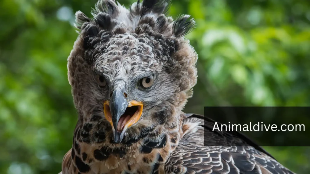 what is the strongest bird