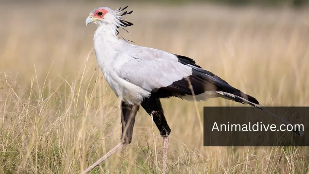 what is the strongest bird in the world