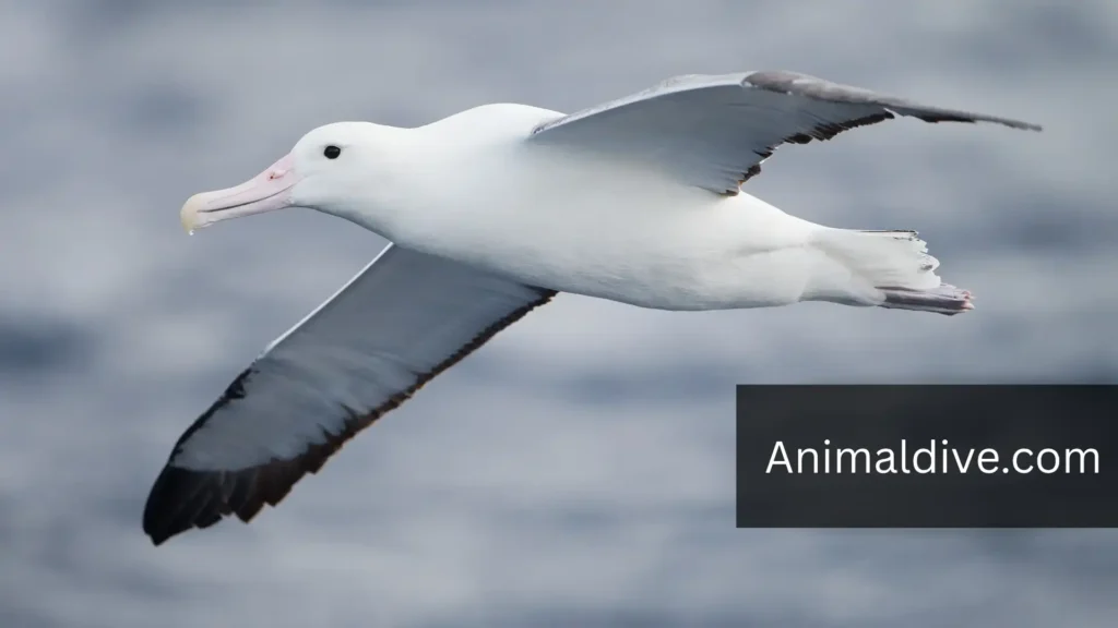 world strongest bird