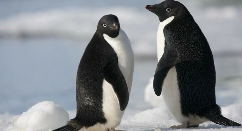Adélie Penguin