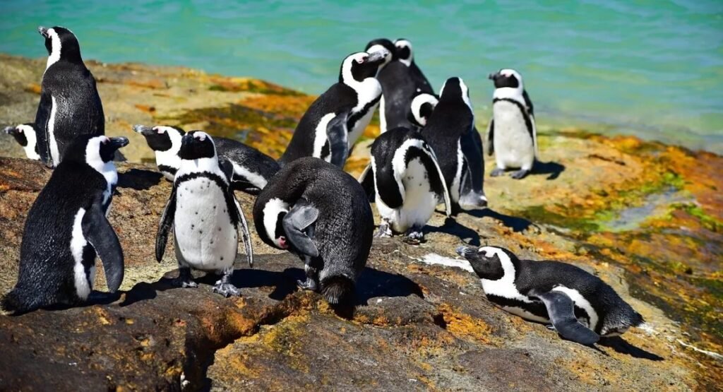 African Penguin