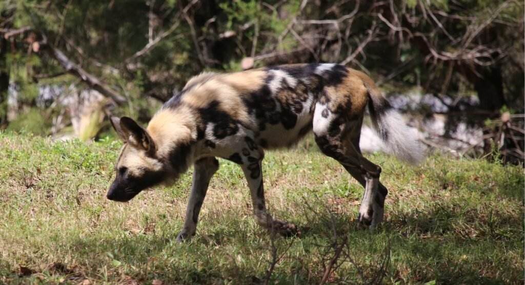 African Wild Dog  Similar To Foxe