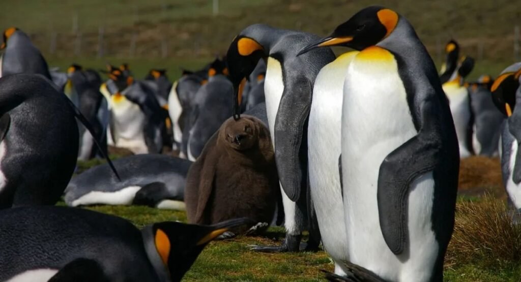 Allied King Penguin