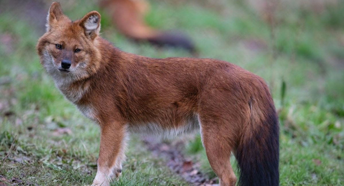 Animals Similar To Foxes