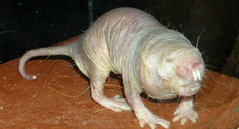 Animals with small ears