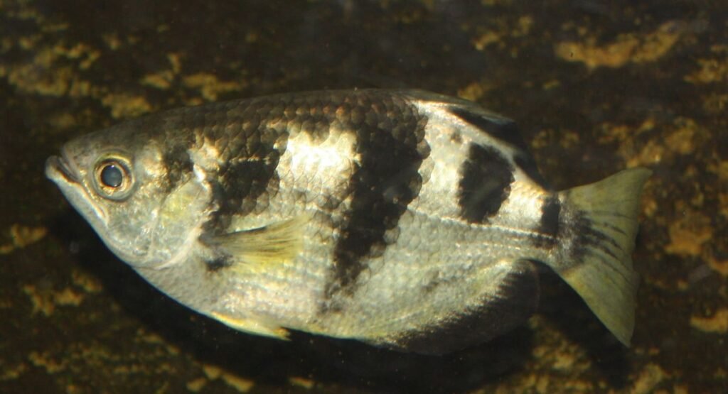 Archerfish