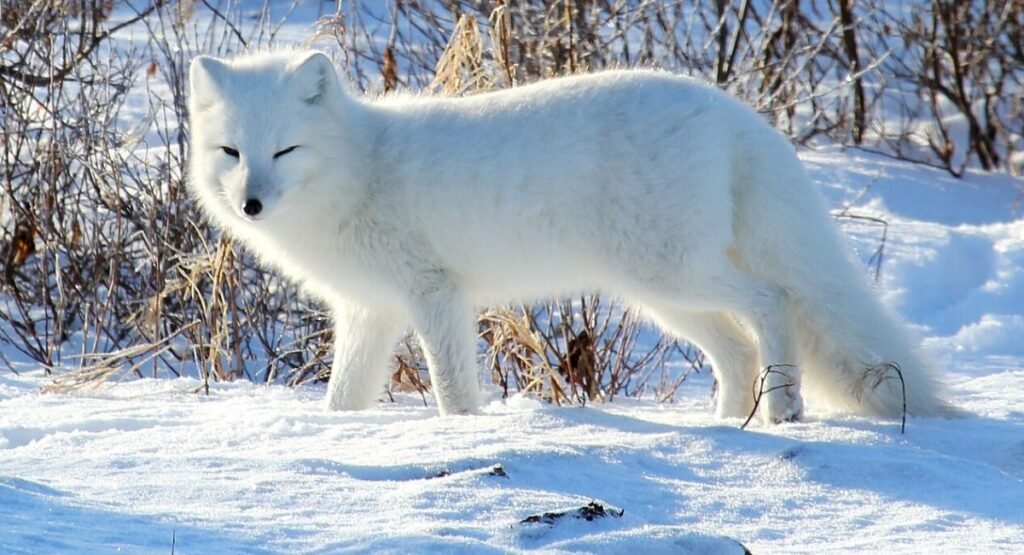 Arctic Fox Similar To Foxe