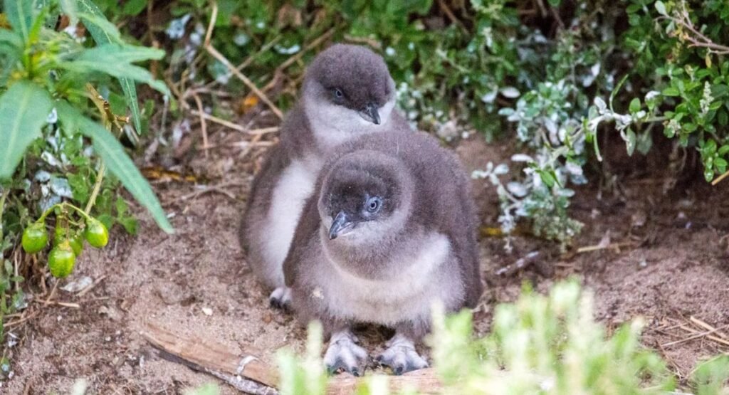 Australian Little Penguin