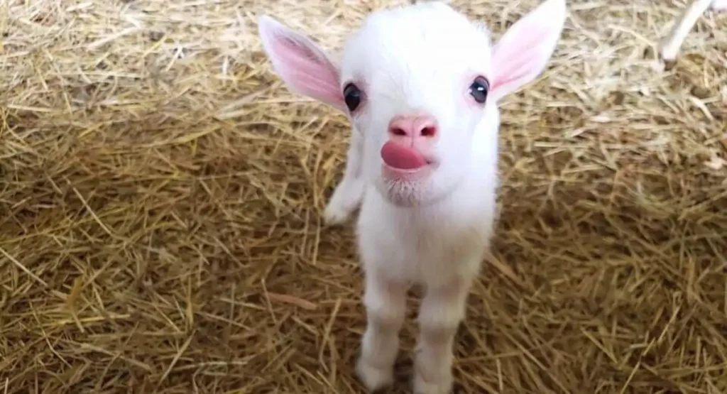 Baby Goats energetic animal