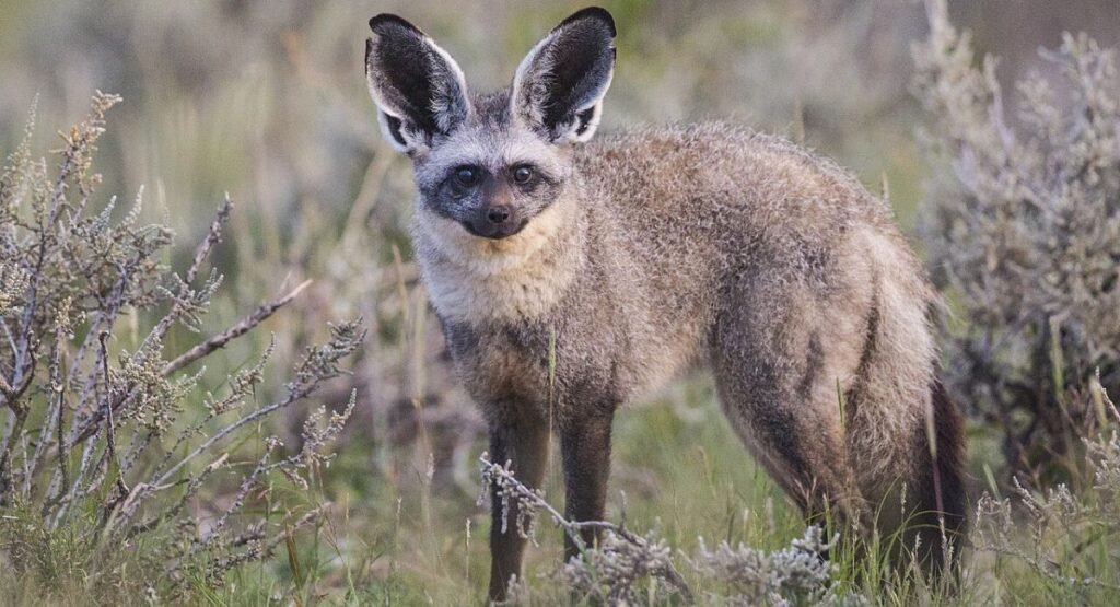 Bat-Eared Fox Similar To Foxe
