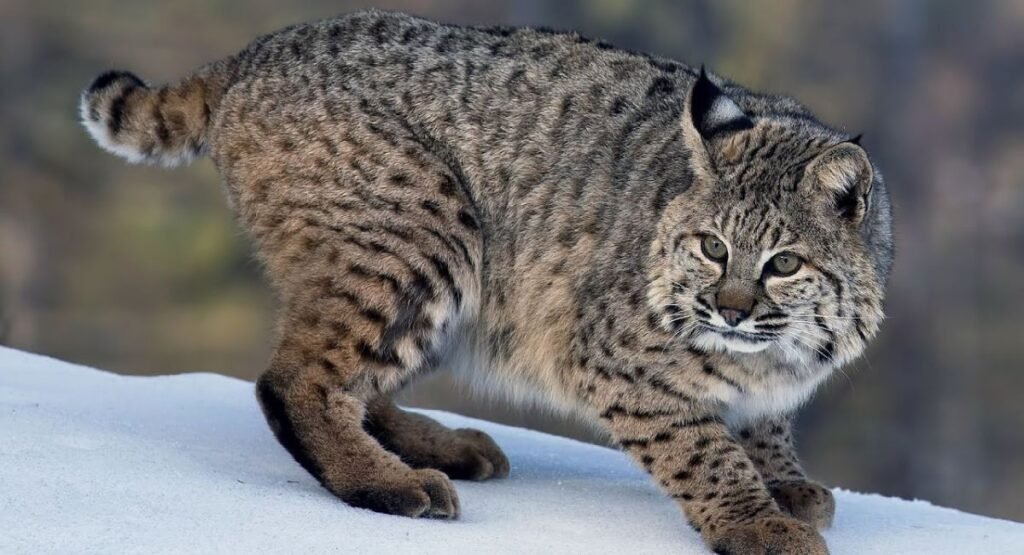 Bobcat Similar To Foxe