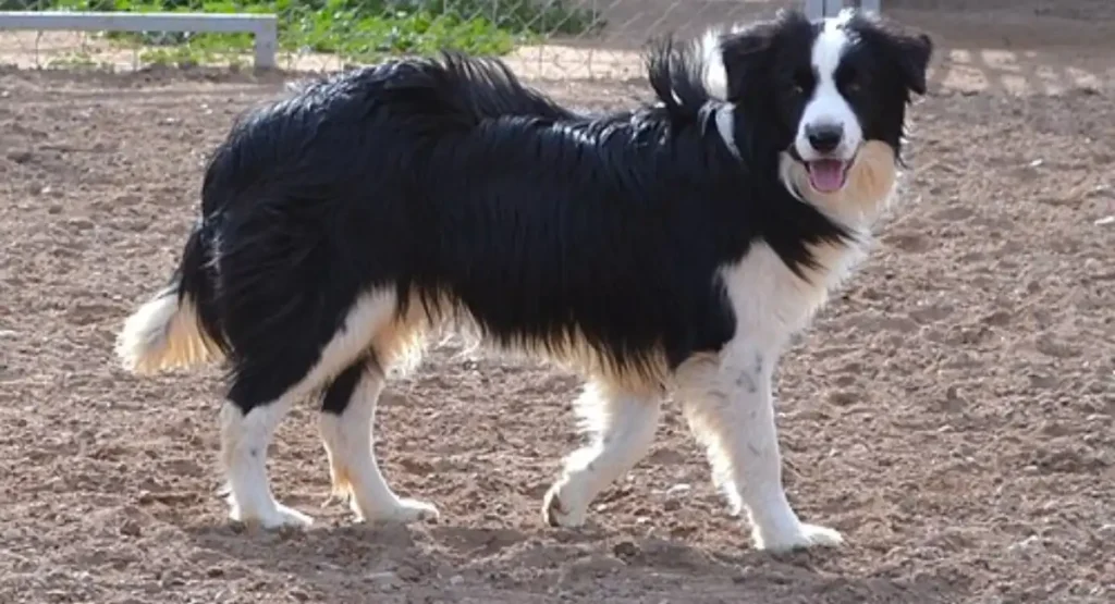 Border Collies energetic animal