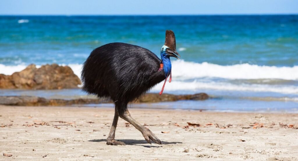 Cassowary that have Three Toed