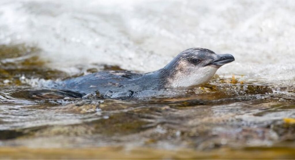 Chatham Island Little Penguin