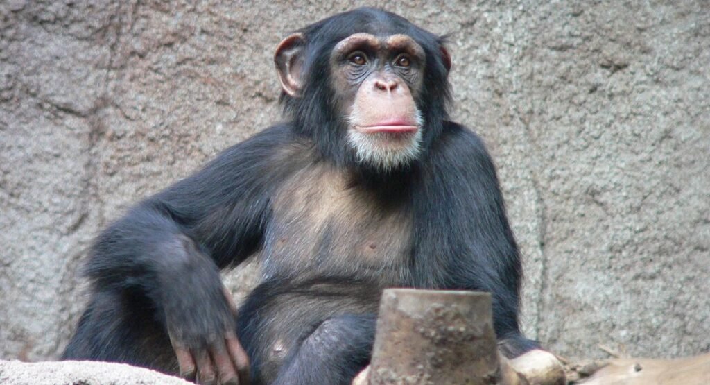 Chimpanzee