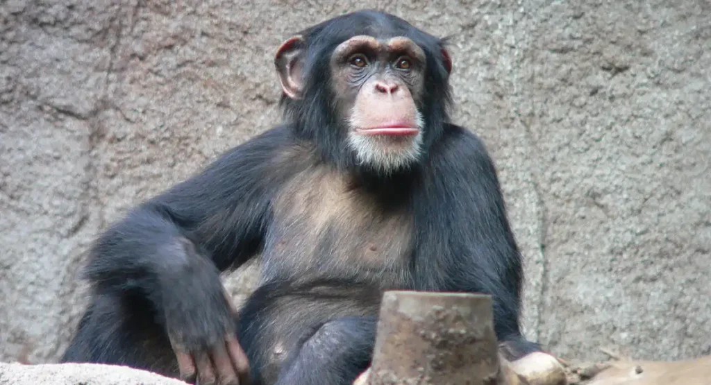 Chimpanzee energetic animal