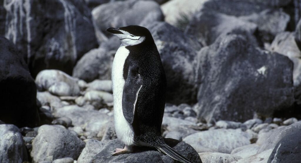 Chinstrap Penguin