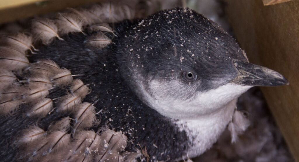 Cook Strait Little Penguin