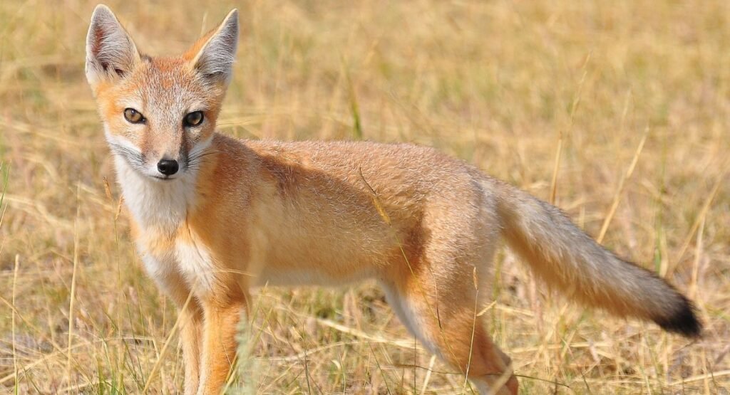 Corsac Fox Similar To Foxe