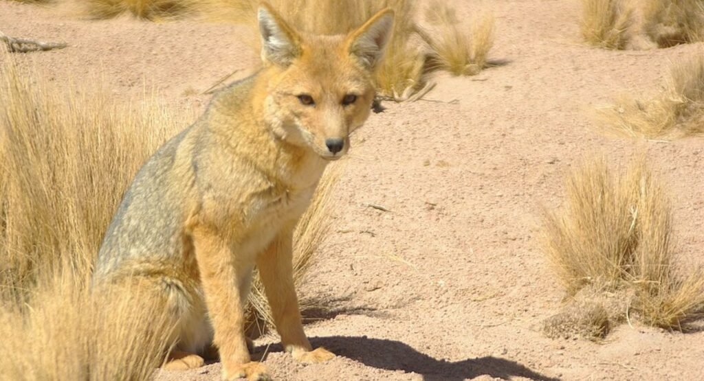Culpeo Similar To Foxe