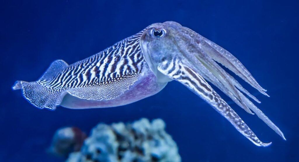 Cuttlefish
