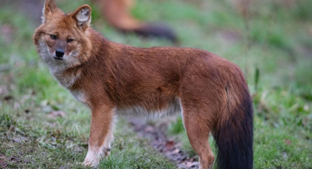 Dhole Similar To Foxes