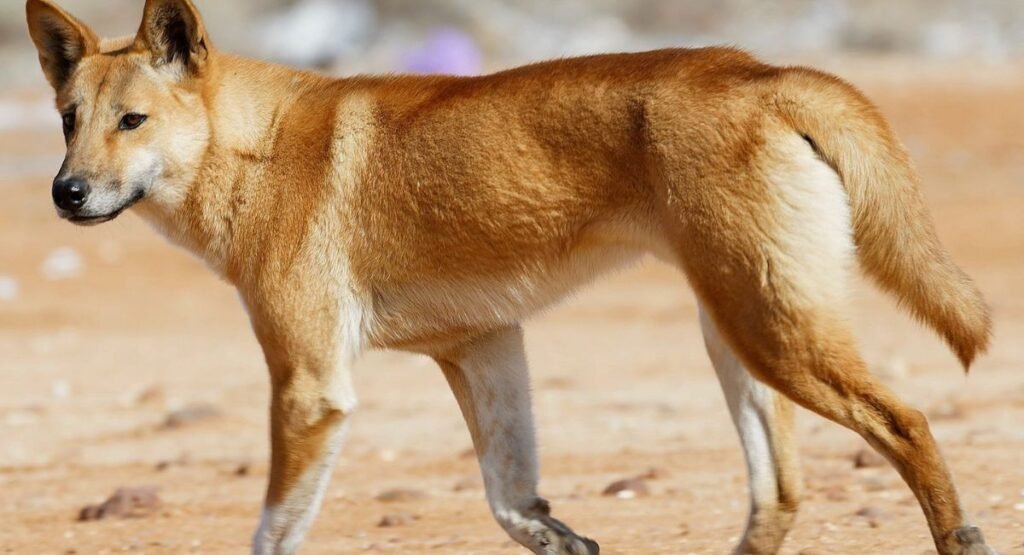 Dingo Similar To Foxe