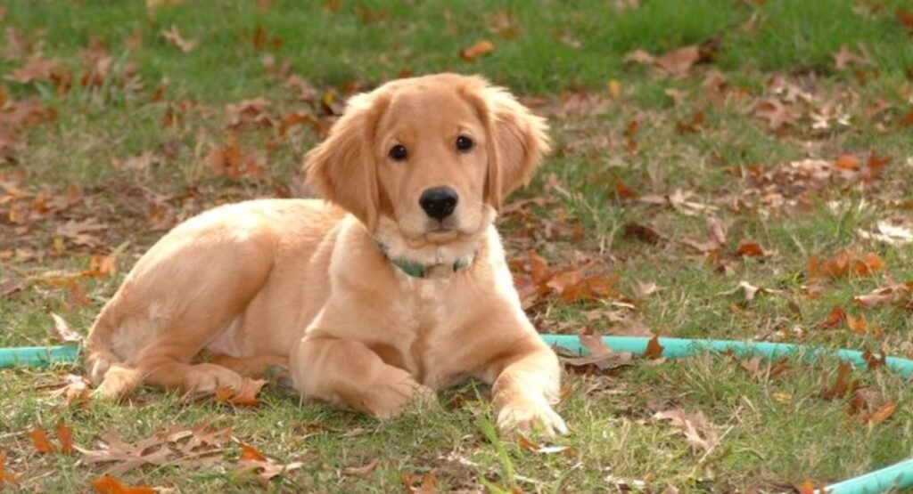 Domestic Dog Similar To Foxe