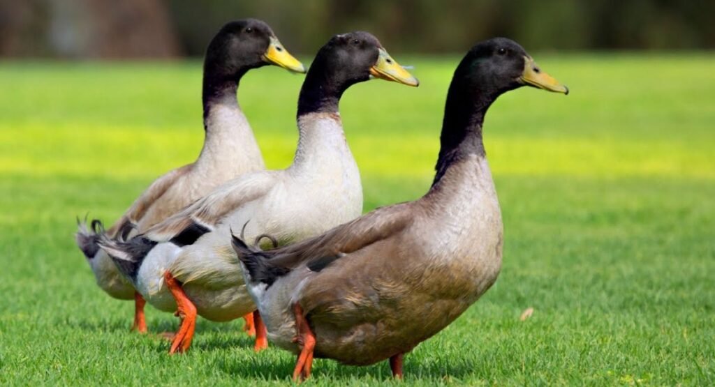 Ducks that have Three Toed