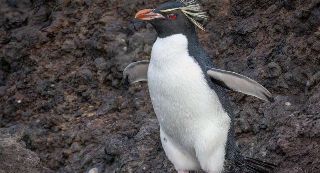 Eastern Rockhopper Penguin