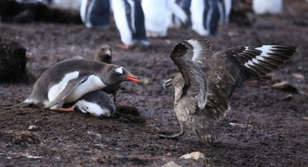 Ellsworth’s Gentoo Penguin