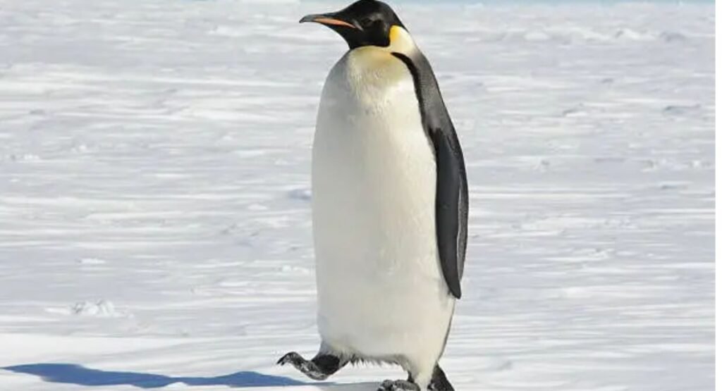 Emperor Penguin