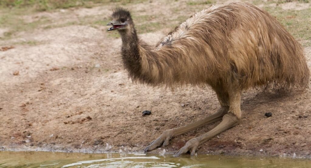 Emu that have Three Toed
