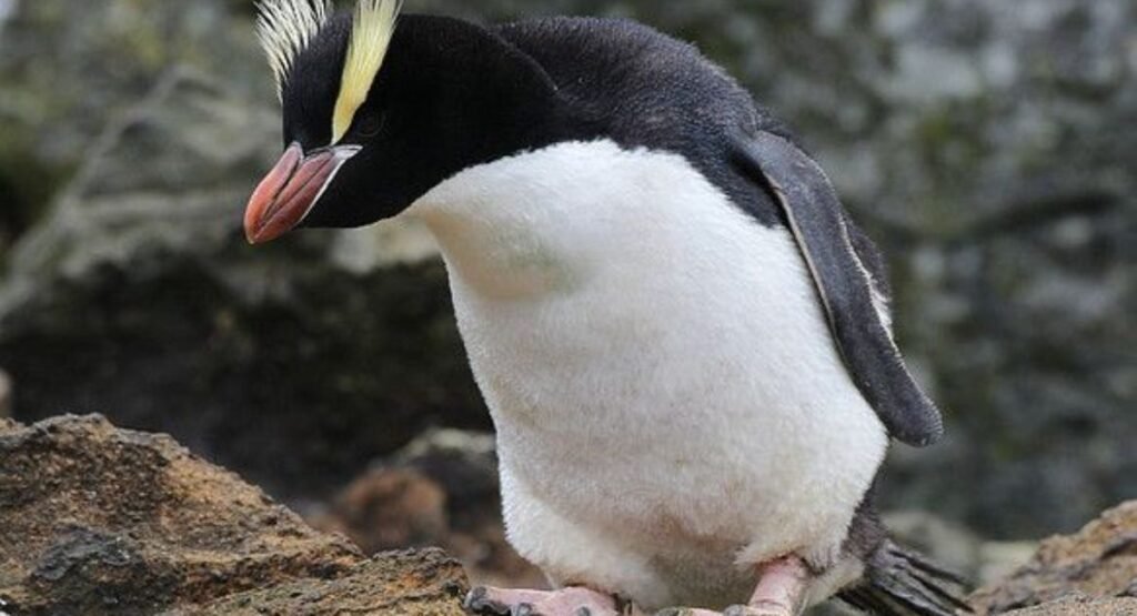 Erect Crested Penguin