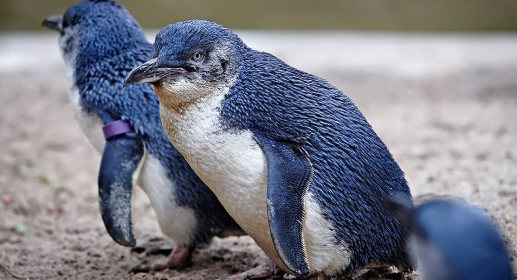 Fairy Penguin