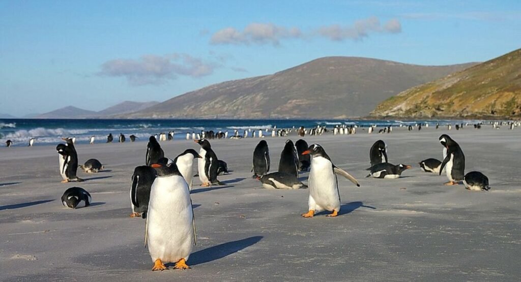 Falkland Island Gentoo Penguin  