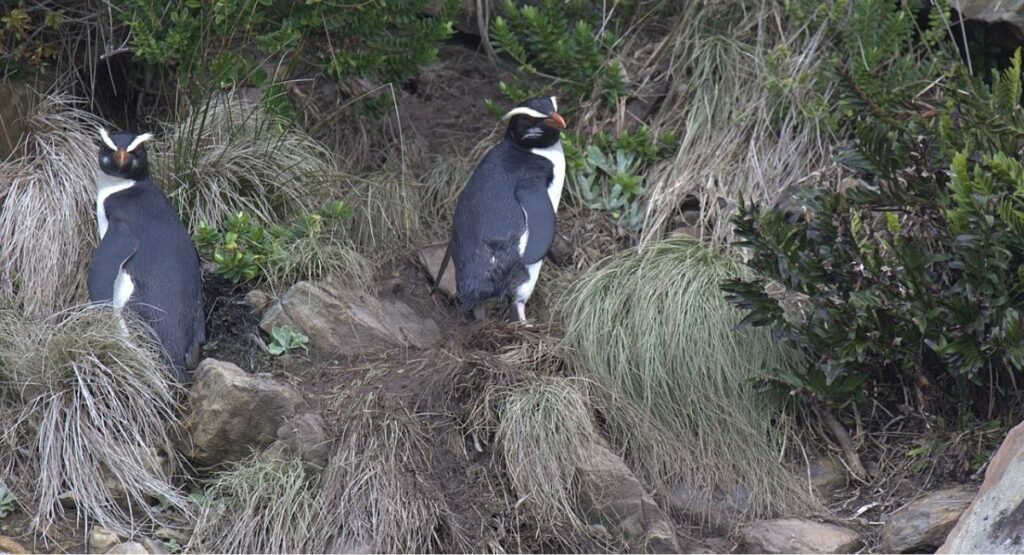 Fiordland Penguin