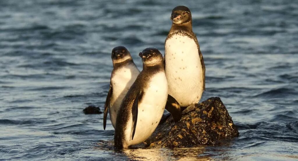 Galápagos Penguin