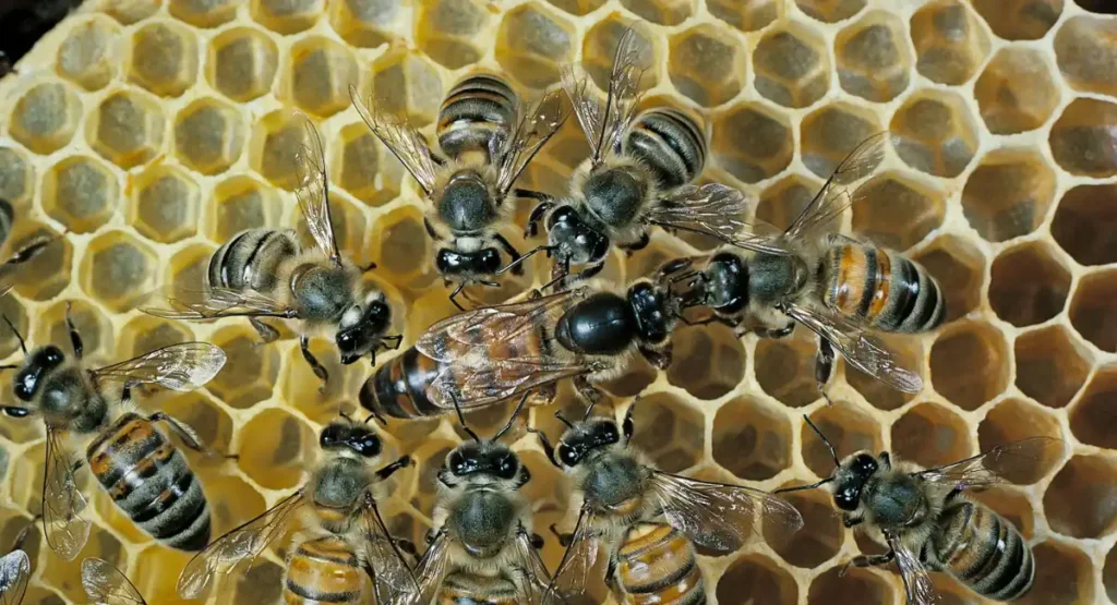 Honeybees energetic animal