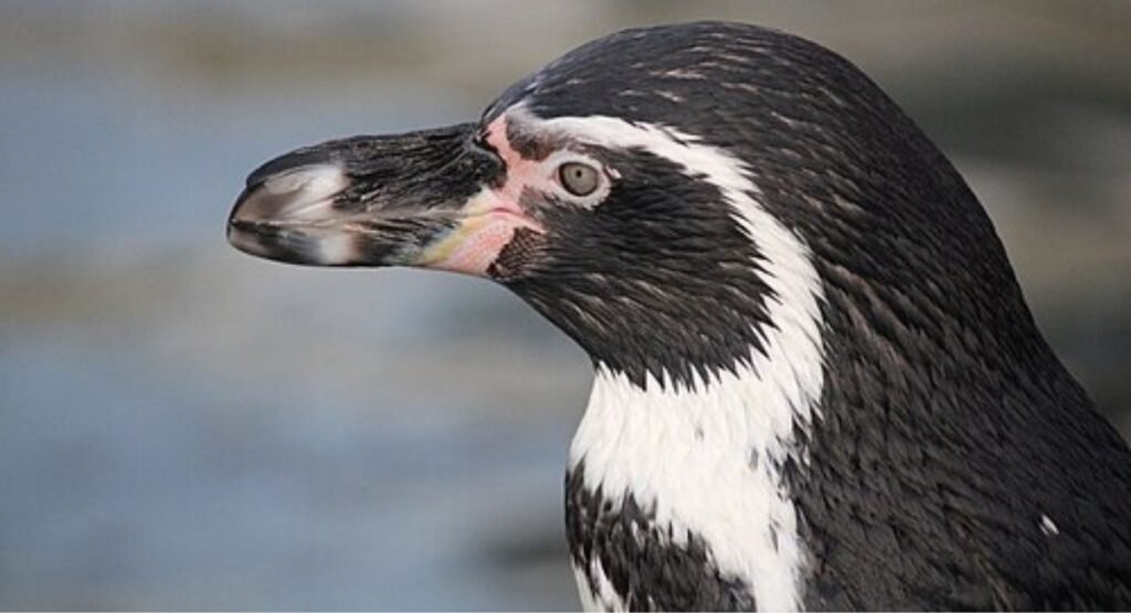 Humboldt Penguin