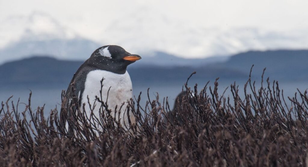 Kerguelen Gentoo Penguin