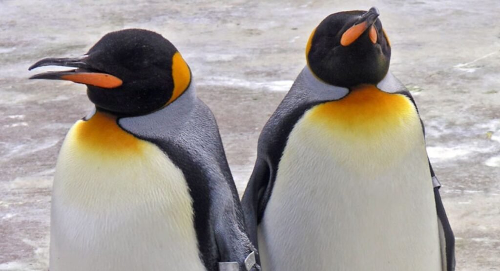 Penguin