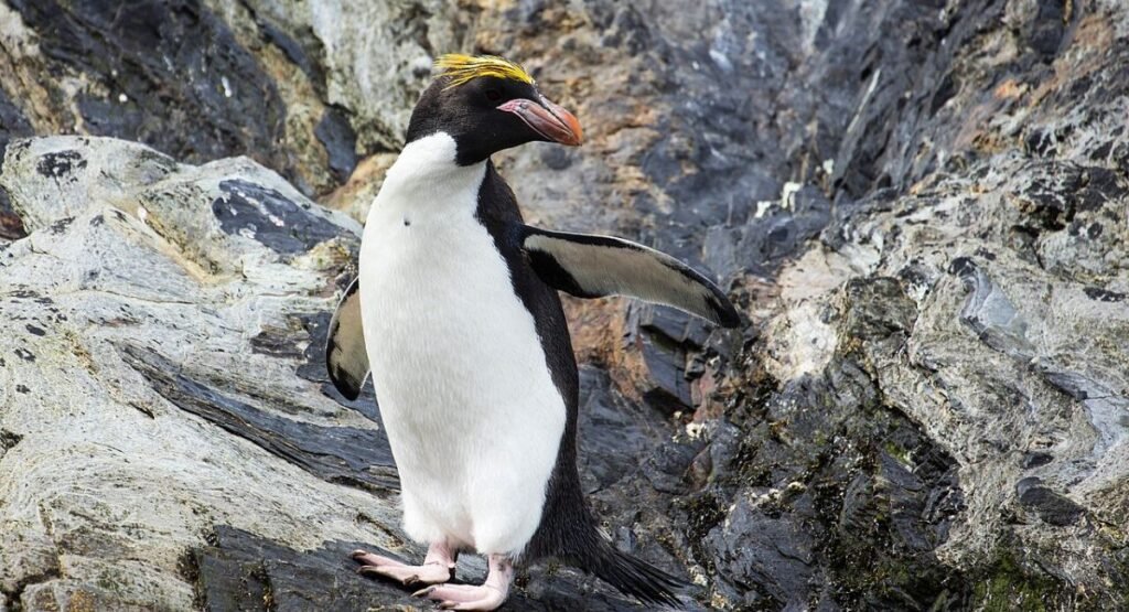 Macaroni Penguin