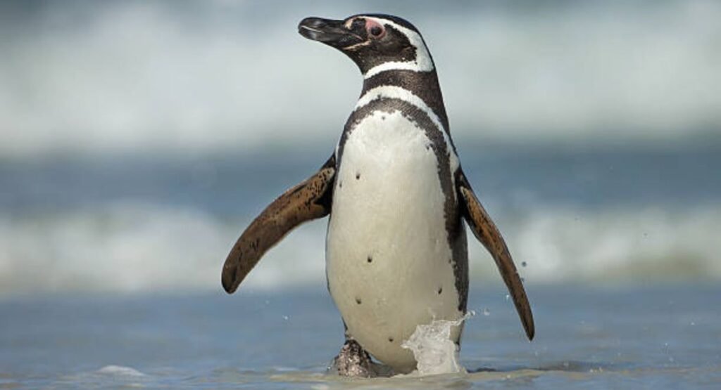 Magellanic Penguin  