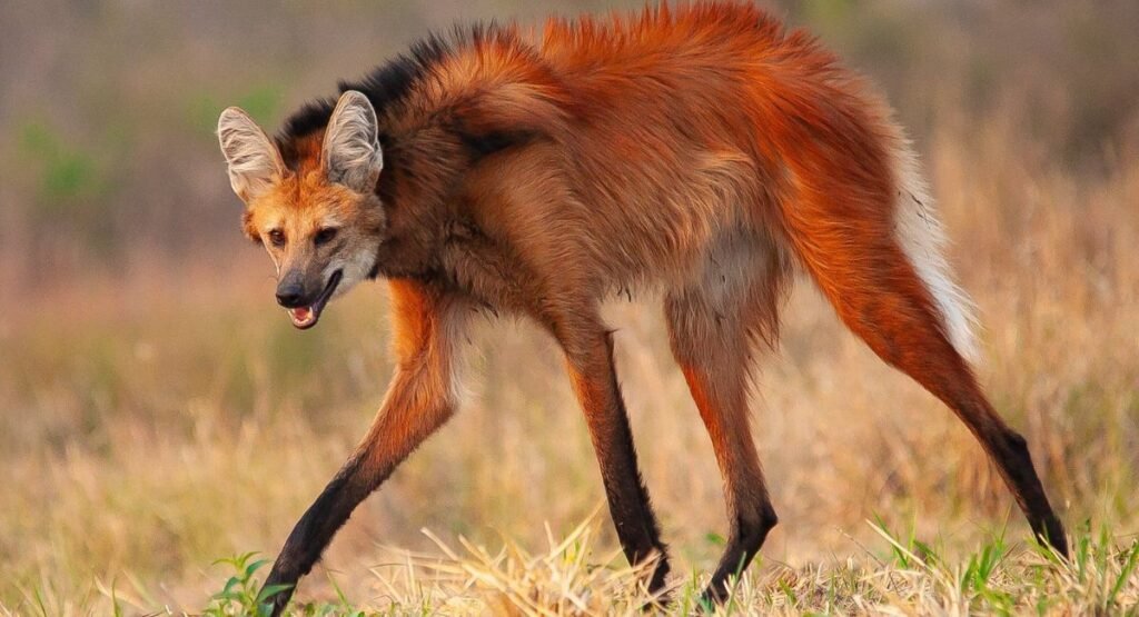 Maned Wolf Similar To Foxe