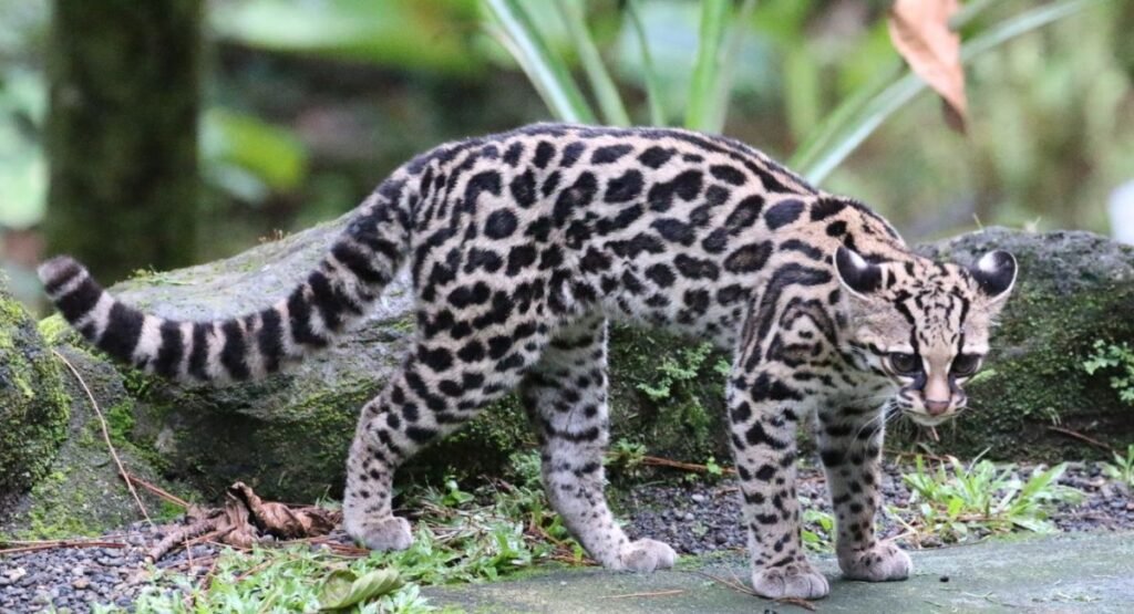 Margay Similar To Foxe