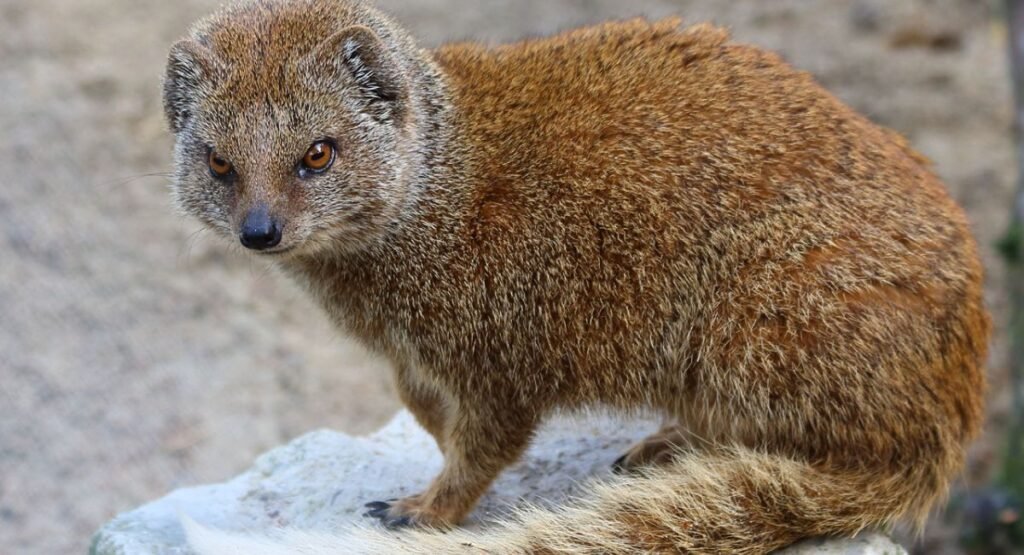 Mongoose Similar To Foxe