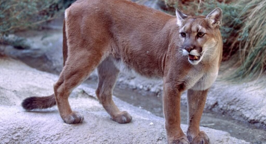Mountain Lion Similar To Foxe